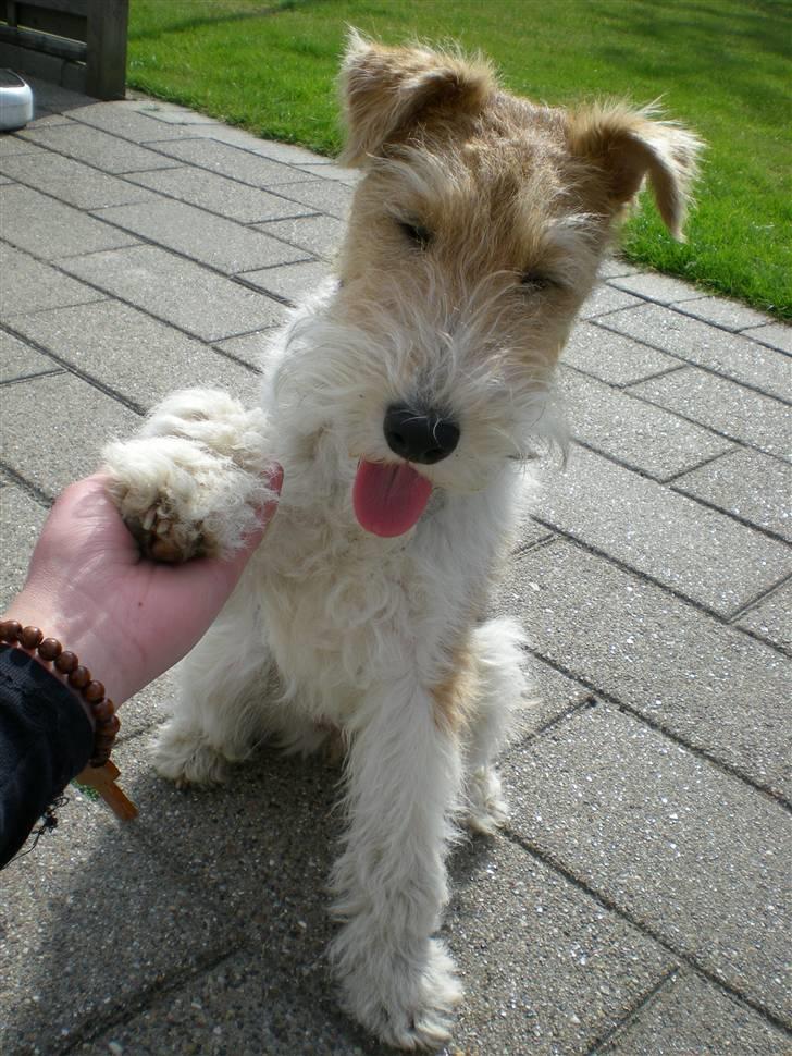 Ruhåret foxterrier "Tippe" - gi´ pote <3 billede 17