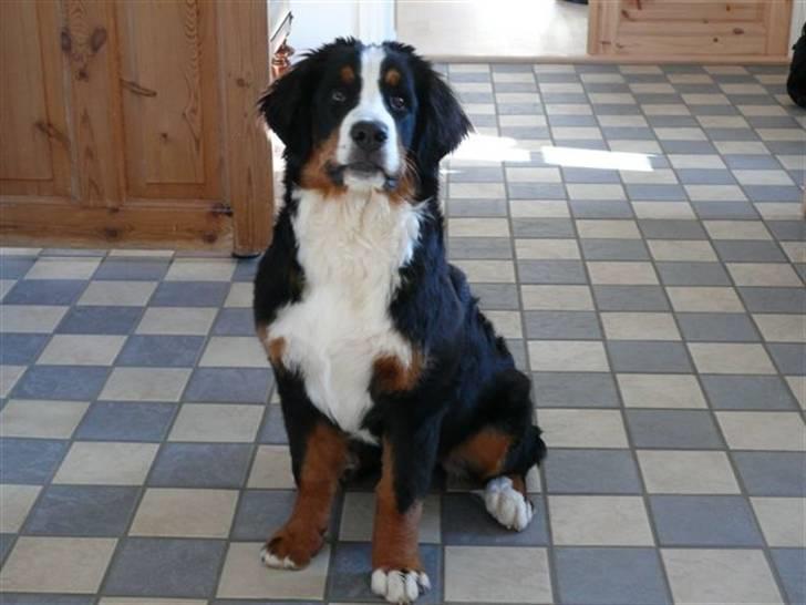 Berner sennenhund Ofelia - 5½ mdr billede 12