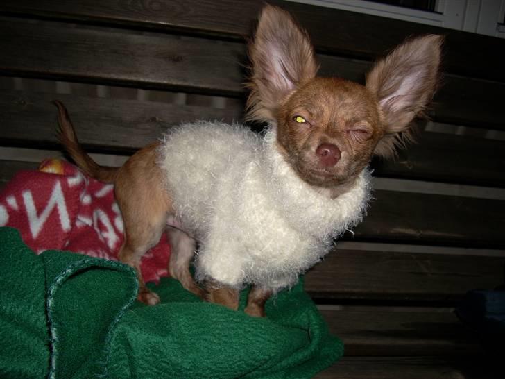 Chihuahua Amigo - En Virkelig dårlig dag :/ billede 19