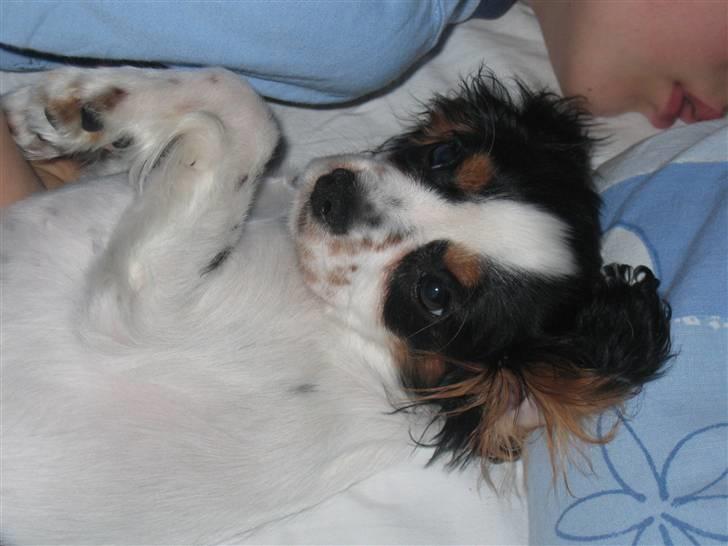 Cavalier king charles spaniel Sine billede 1
