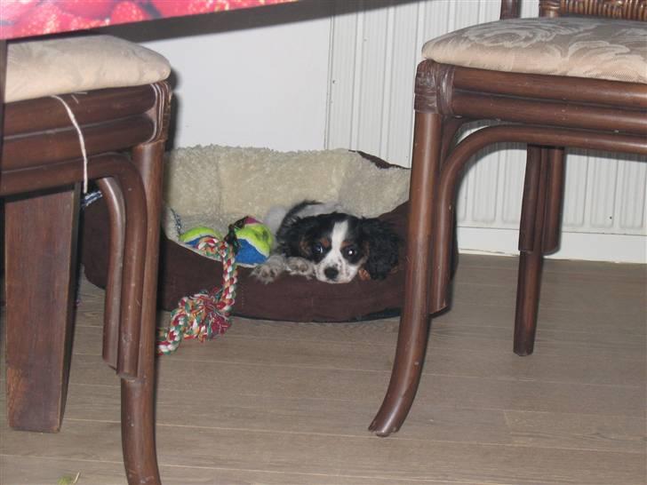 Cavalier king charles spaniel Sine billede 2