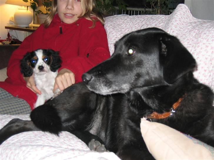 Cavalier king charles spaniel Sine billede 3