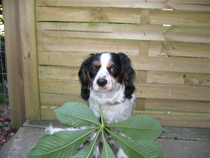 Cavalier king charles spaniel Sine billede 4