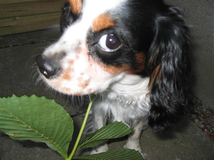Cavalier king charles spaniel Sine billede 5