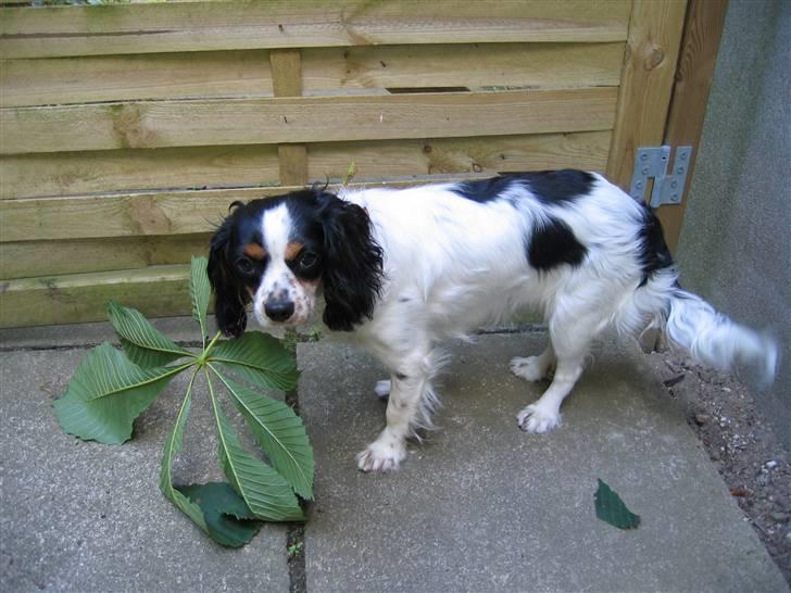 Cavalier king charles spaniel Sine billede 6