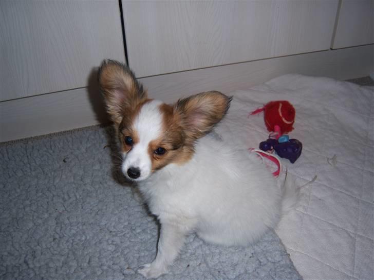 Papillon Westerbo´s Amalie - Westerbo´s Amalie billede 1