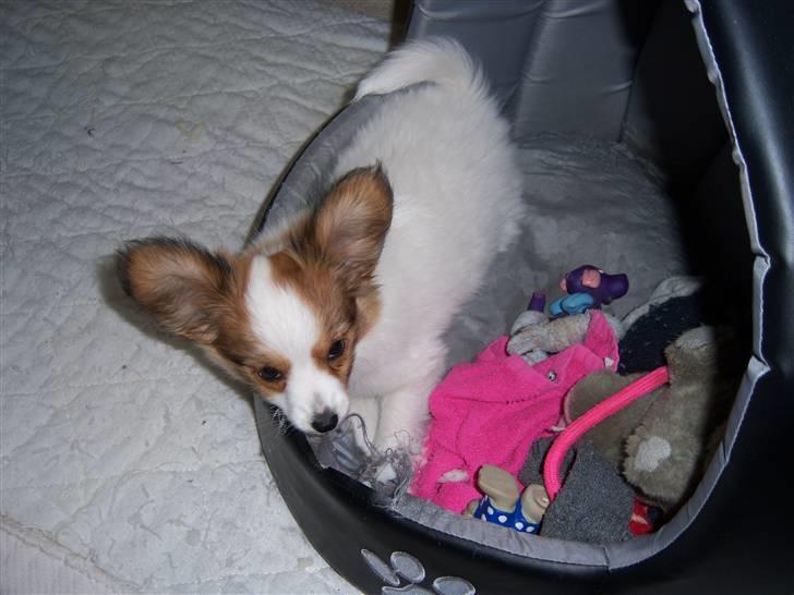 Papillon Westerbo´s Amalie - Amalie står i en af hunde hulerne  billede 2