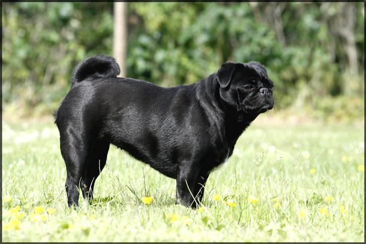 Mops emma *himmelhund* billede 9