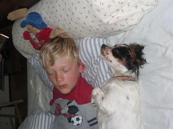 Cavalier king charles spaniel Sine billede 7