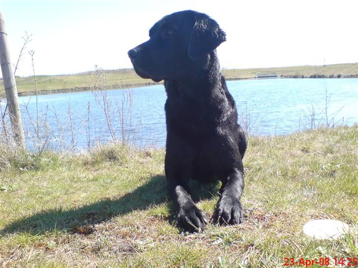 Labrador retriever Baloo regnr. 09914/2006 billede 16