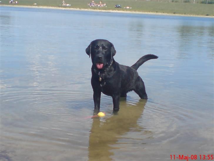 Labrador retriever Baloo regnr. 09914/2006 billede 17