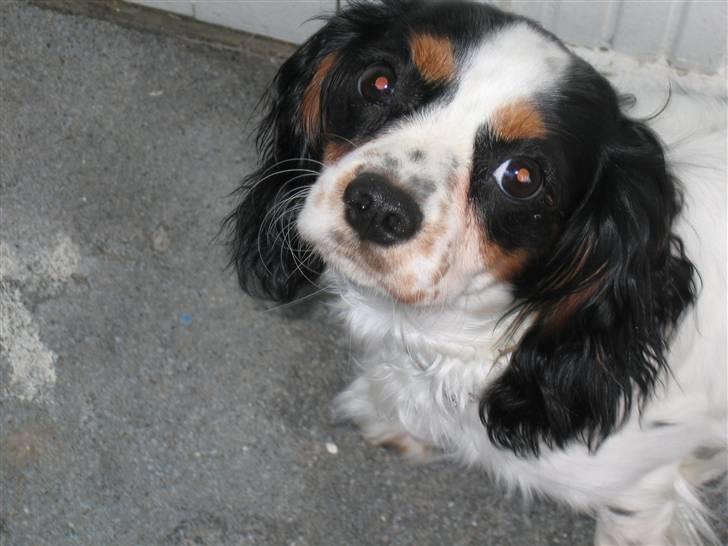 Cavalier king charles spaniel Sine billede 9