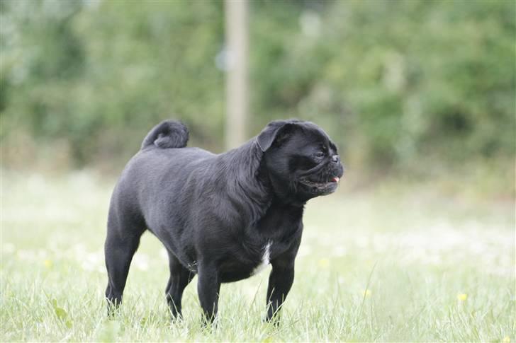 Mops emma *himmelhund* billede 10