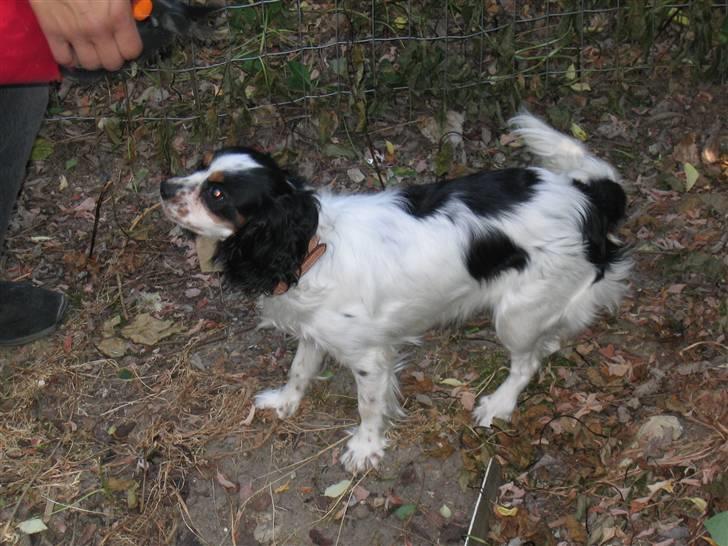 Cavalier king charles spaniel Sine billede 10
