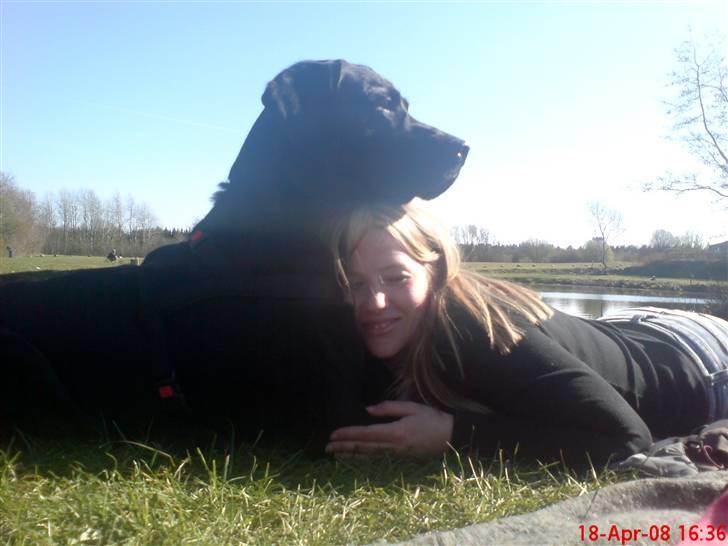 Labrador retriever Baloo regnr. 09914/2006 billede 18