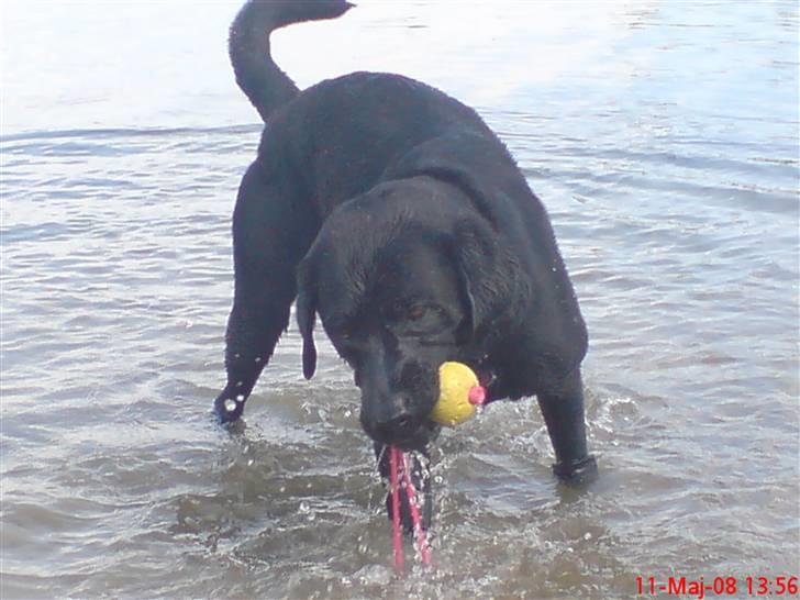 Labrador retriever Baloo regnr. 09914/2006 billede 19
