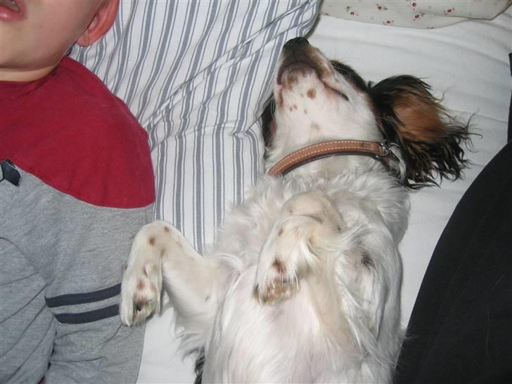 Cavalier king charles spaniel Sine billede 11