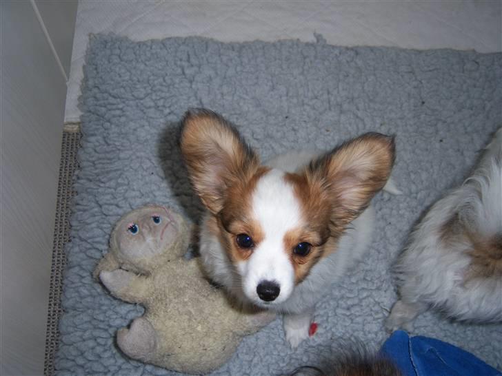 Papillon Westerbo´s Amalie - Her er jeg , er jeg ikke sød  ??? billede 3