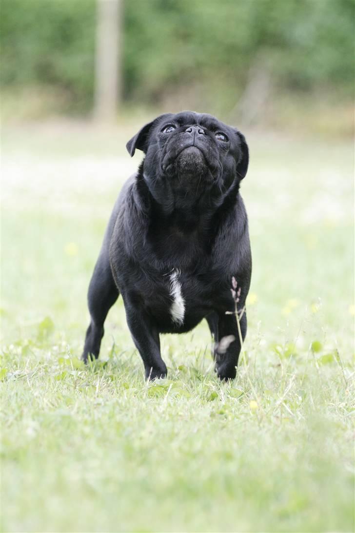 Mops emma *himmelhund* billede 11