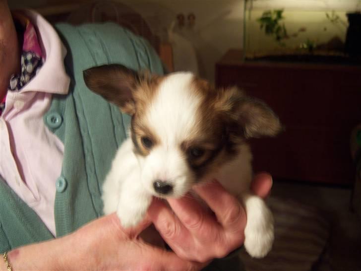 Papillon Westerbo´s Amalie - Sådan så jeg ud som 6 uger gammel  billede 5