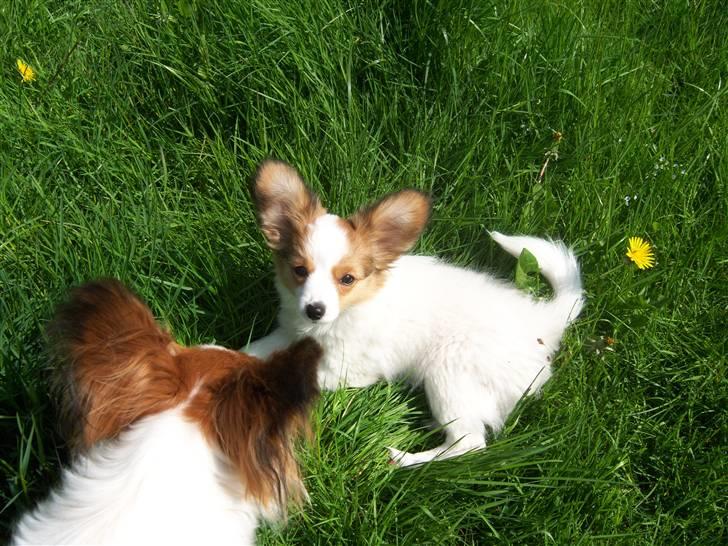 Papillon Westerbo´s Amalie - Amalie er ude i haven billede 7