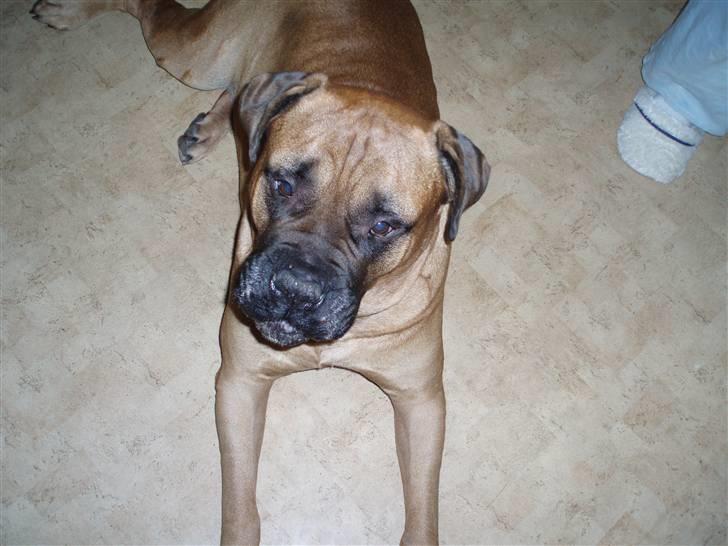 Bullmastiff Herman <3 billede 10