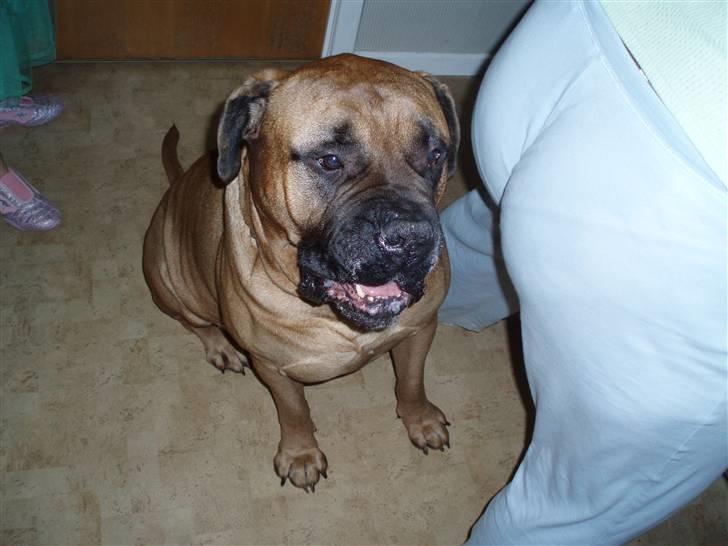 Bullmastiff Herman <3 billede 11