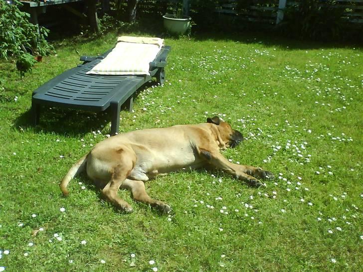 Bullmastiff Herman <3 billede 12