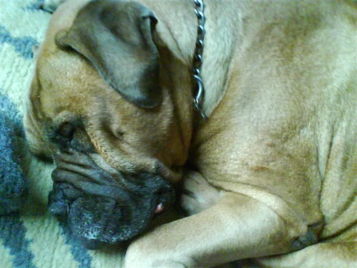 Bullmastiff Herman <3 billede 13