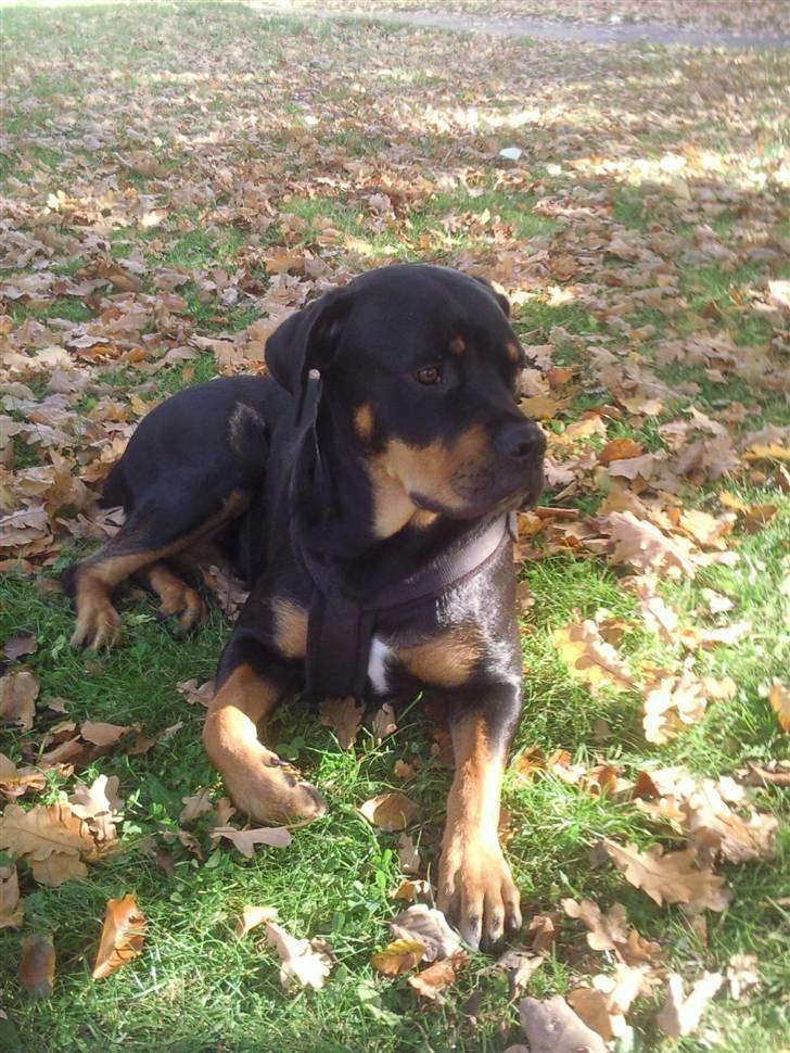 Blanding af racer Freja (Udfordring?)  - ´sessen i efterårsfarver *G* billede 1