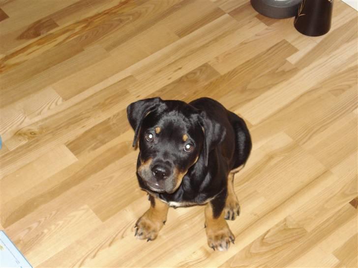 Blanding af racer Freja (Udfordring?)  - er man ikke bare rå nuser som hvalp?!? billede 2