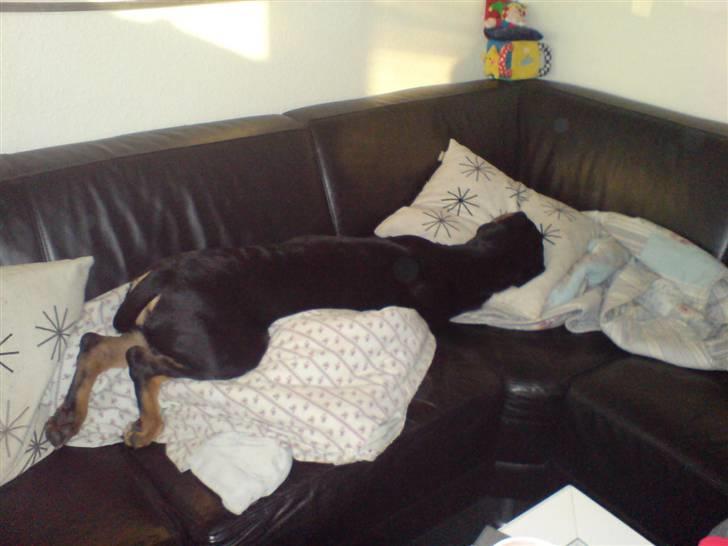 Blanding af racer Freja (Udfordring?)  - G´nat frk freja billede 3