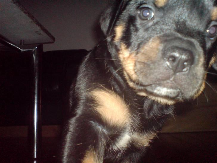 Blanding af racer Freja (Udfordring?)  - Man er vel nysgerrig?! billede 4