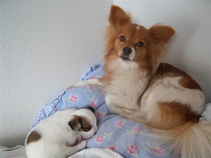 Papillon Lunden´s Cirkeline - Cirkeline min dejlige hund billede 2