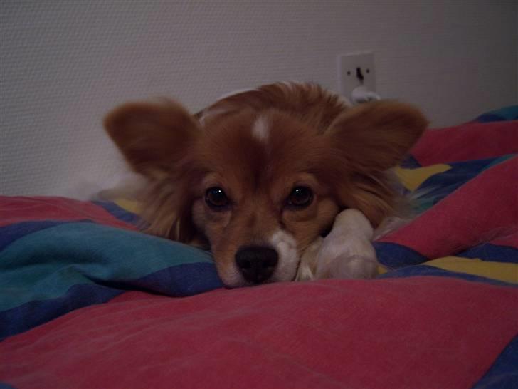 Papillon Lunden´s Cirkeline - Cirkeline i nær billede billede 3