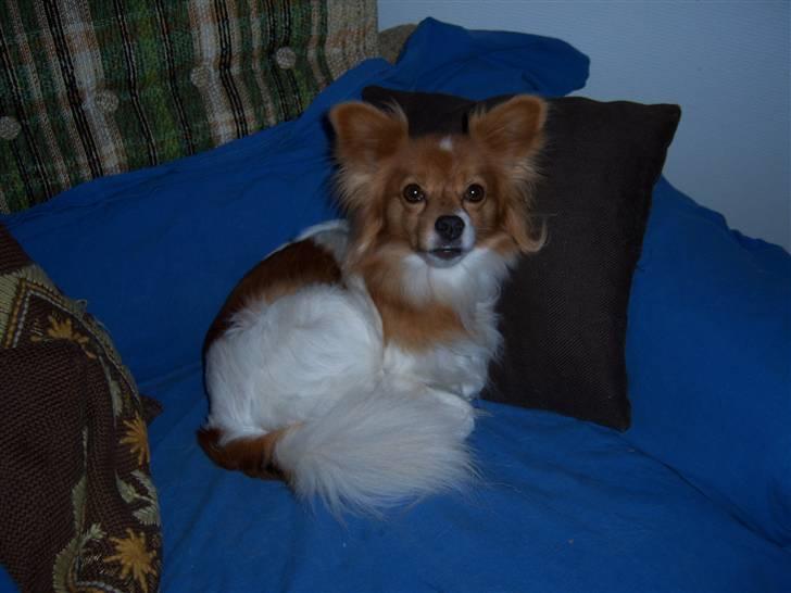 Papillon Lunden´s Cirkeline - Damen i blå baggrund billede 4