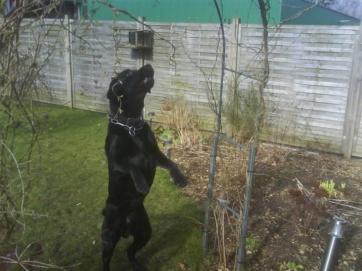 Labrador retriever Bulder billede 9