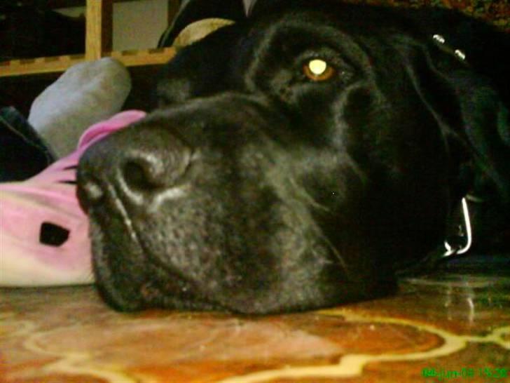 Labrador retriever Bulder billede 10