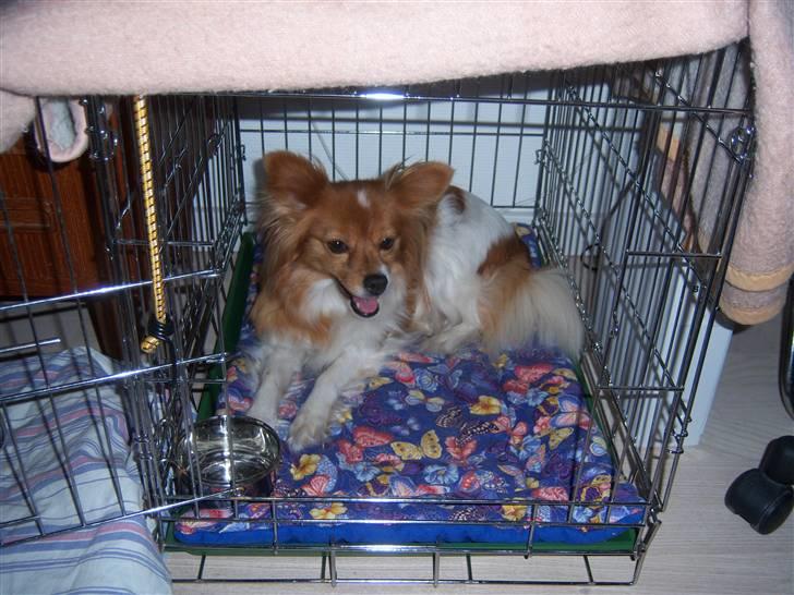 Papillon Lunden´s Cirkeline - Skal jeg ikke med på udstilling , jeg er klar  billede 5