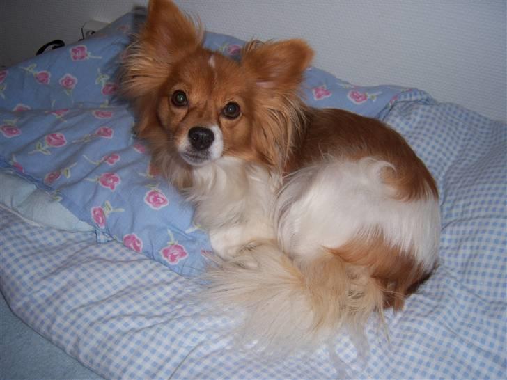 Papillon Lunden´s Cirkeline - Cirkeline ligger i min seng billede 6