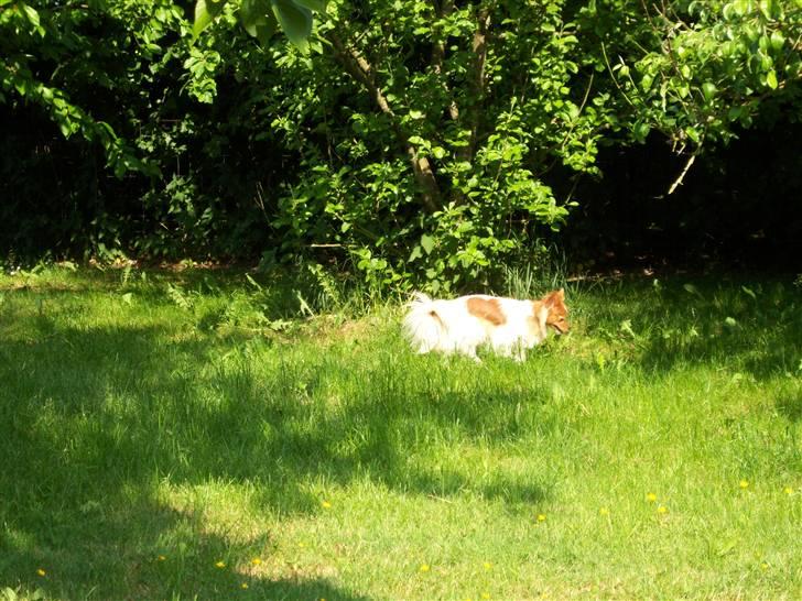 Papillon Lunden´s Cirkeline - Cirkeline er ude i haven billede 7