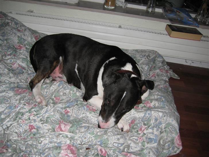 Bullterrier Ulf - iiiiiih, jeg lå altså lige og sov billede 12