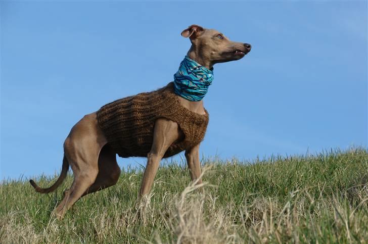 Italiensk mynde Nubit (Golden Lady) billede 6