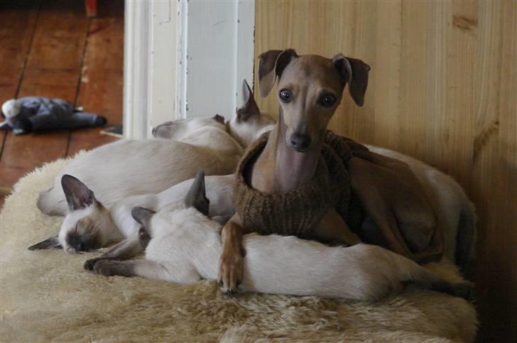 Italiensk mynde Nubit (Golden Lady) - Nogen af Nubits venner billede 7