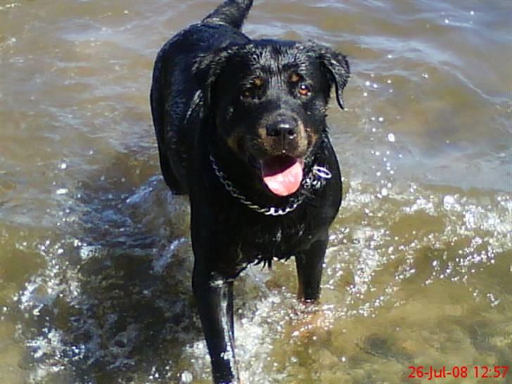 Rottweiler Jilly - Jilly billede 1