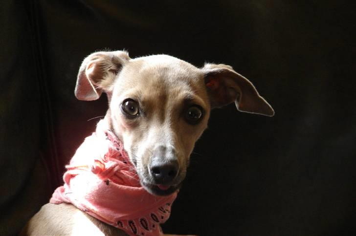 Italiensk mynde Nubit (Golden Lady) billede 8