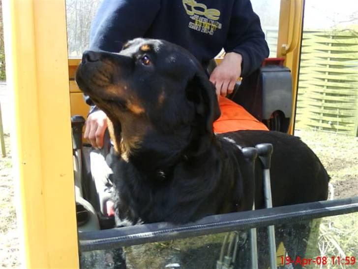 Rottweiler Jilly - I´M A WORKING DOG billede 2