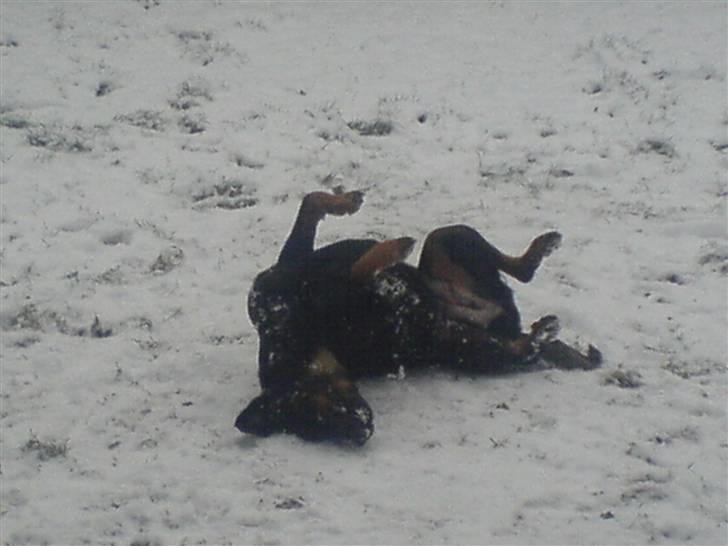 Rottweiler Jilly - jeg elsker sne:) billede 3