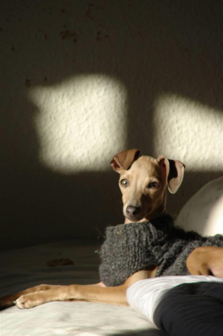 Italiensk mynde Nubit (Golden Lady) billede 11