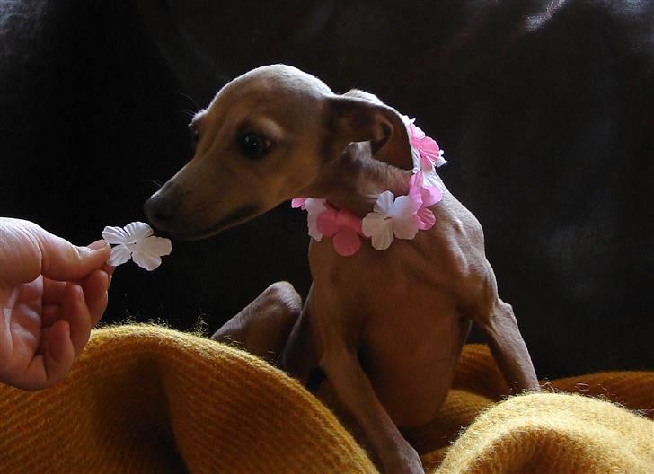 Italiensk mynde Nubit (Golden Lady) billede 12